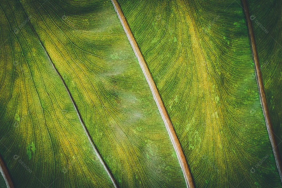 Gotas de água macro nas folhas amam o meio ambiente