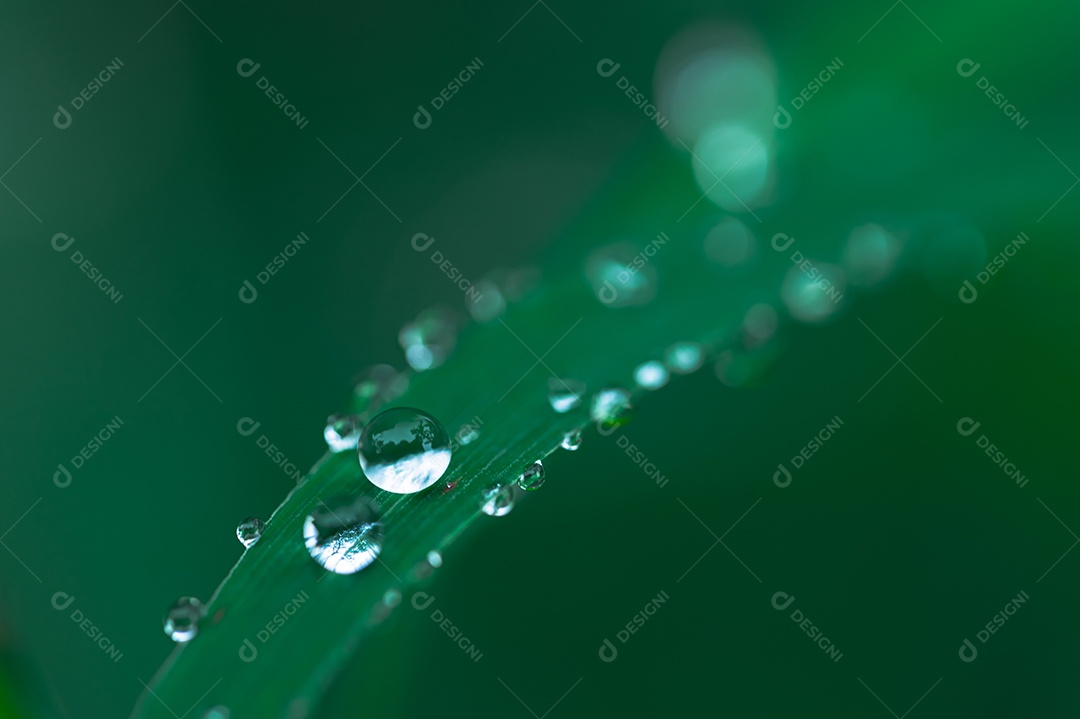 Macro de gotas de água na folha Conceito de água de amor. Amar a natureza