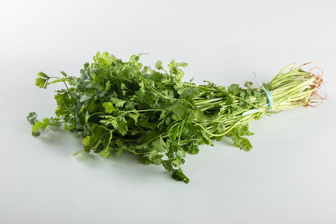 Coentro verde isolado no fundo branco.