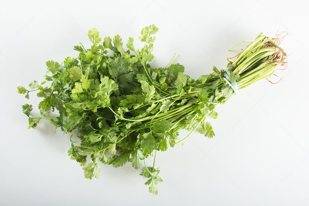 Coentro verde isolado no fundo branco.