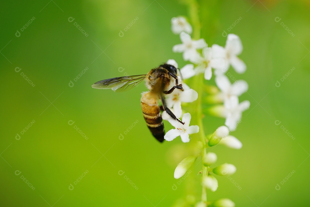Uma graciosa abelha coletando necta de uma flor.