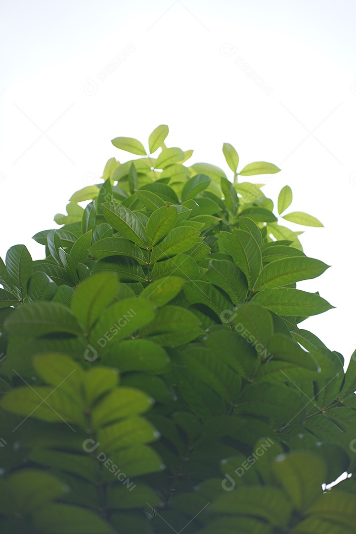 Galhos de uma planta verde.