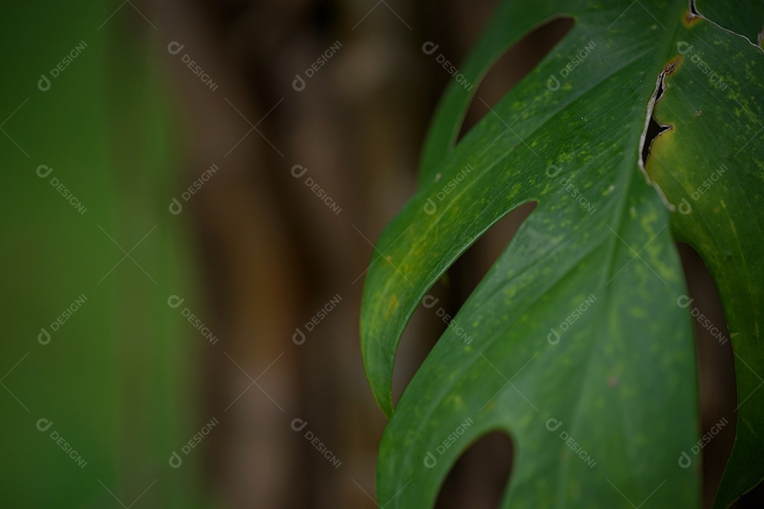 Folha verde de uma planta.