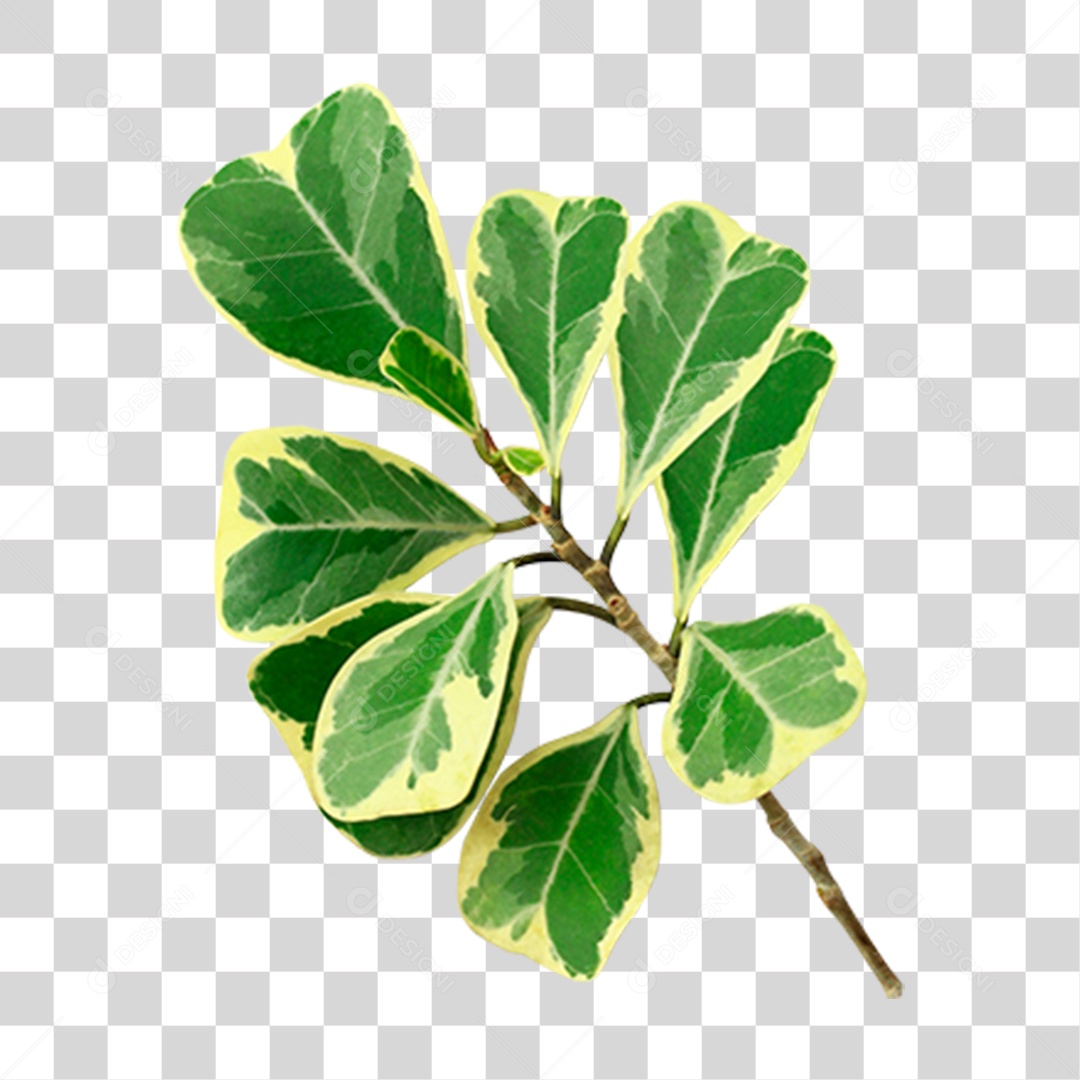 Folhas Galhos Planta Cores PNG Transparente