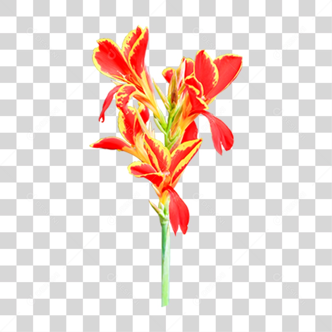 Flor Planta Cores PNG Transparente