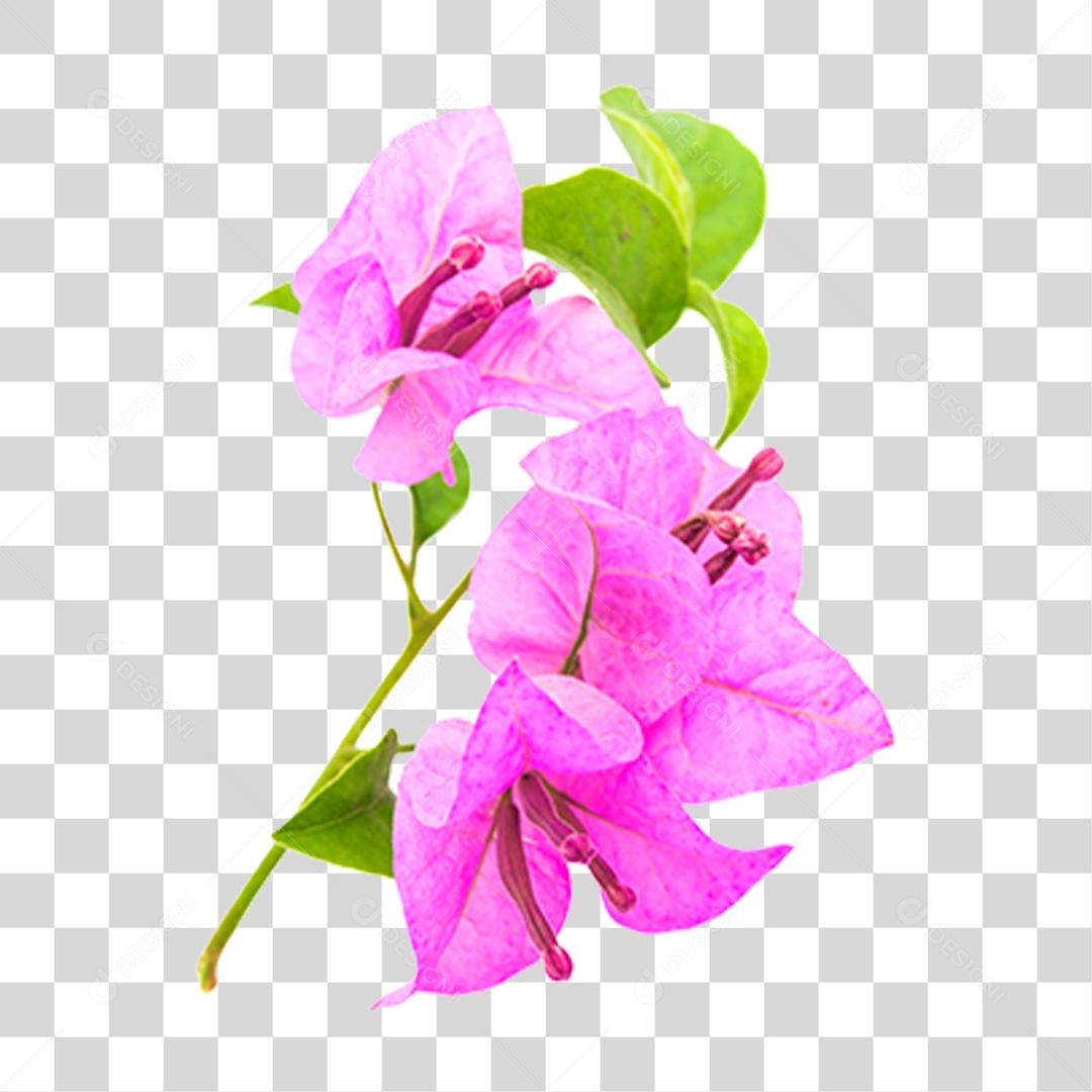 Flor Planta Cores PNG Transparente