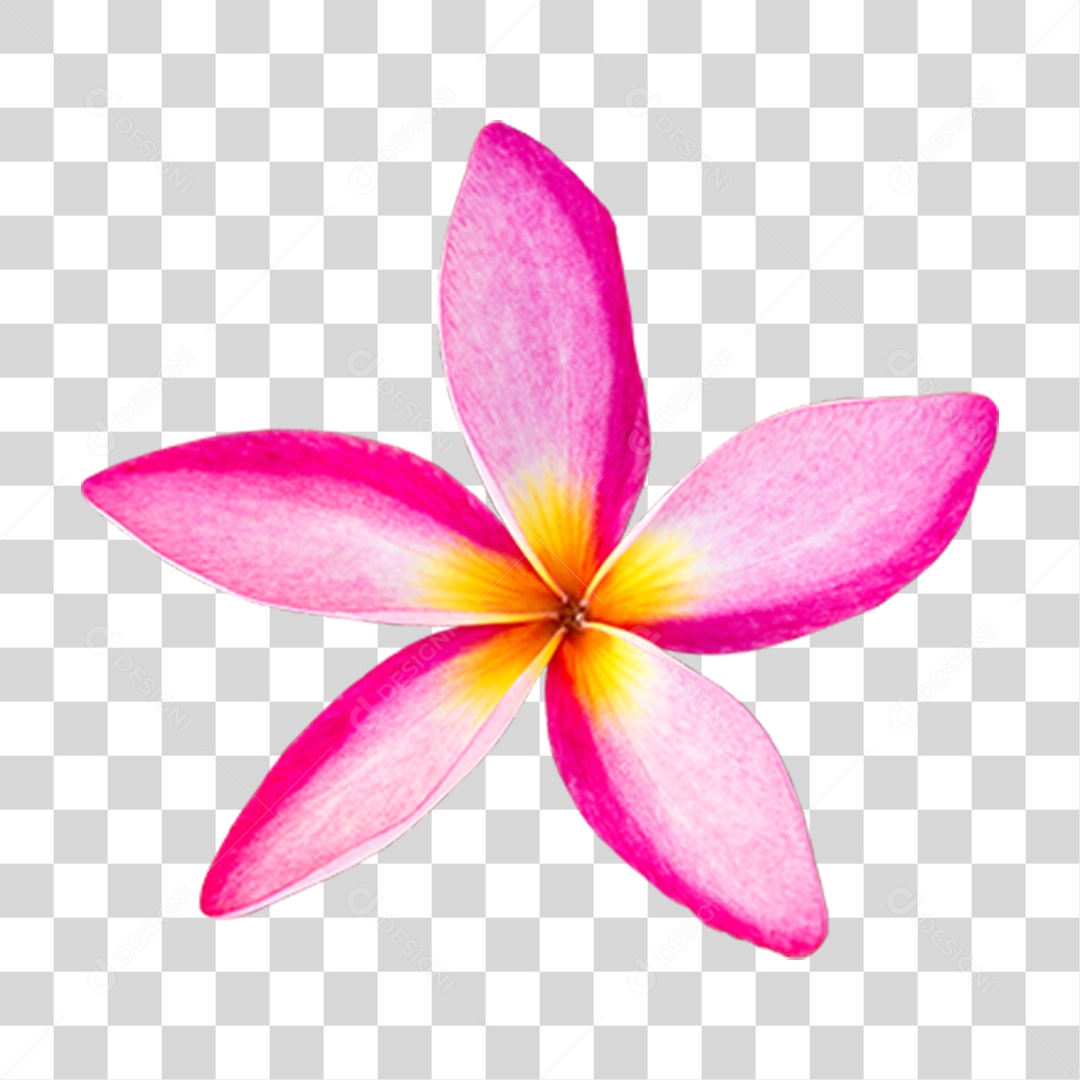 Flor Planta Cores PNG Transparente