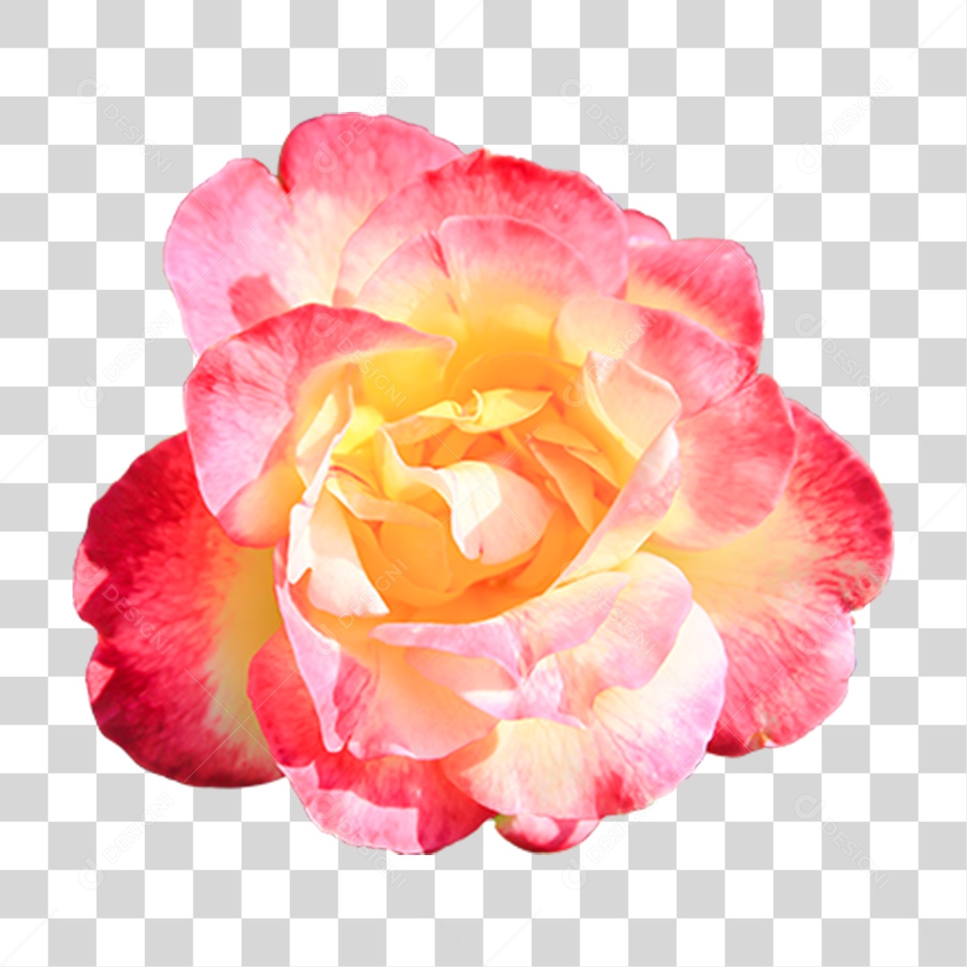 Flor Planta Cores PNG Transparente