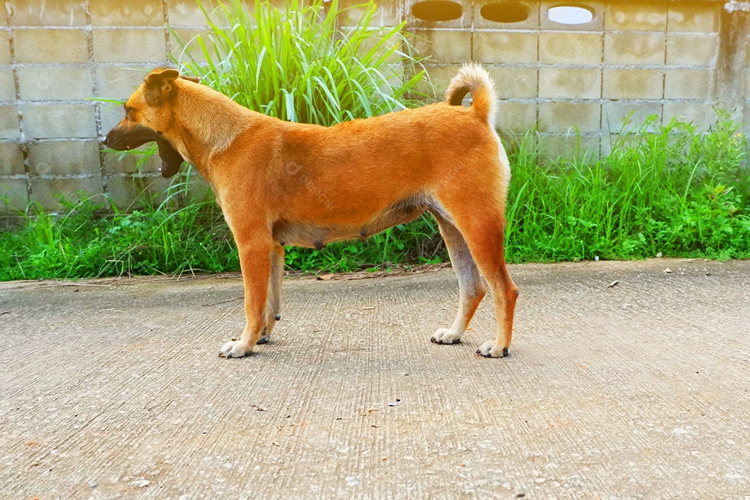 Retrato de um cachorro Pinscher austríaco