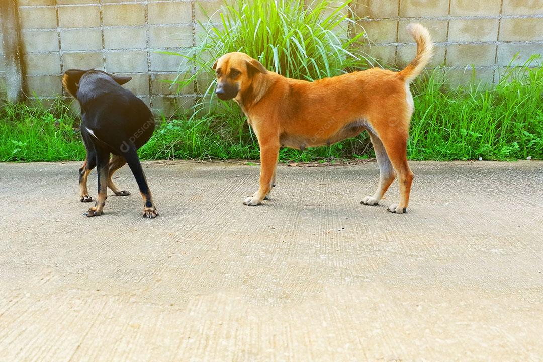 Retrato de um cachorro Pinscher austríaco