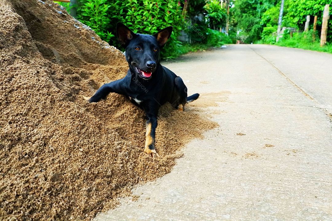 Cachorro preto brincando no monte de areia