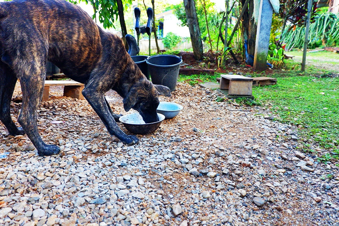 Cachorro marrom se alimentando