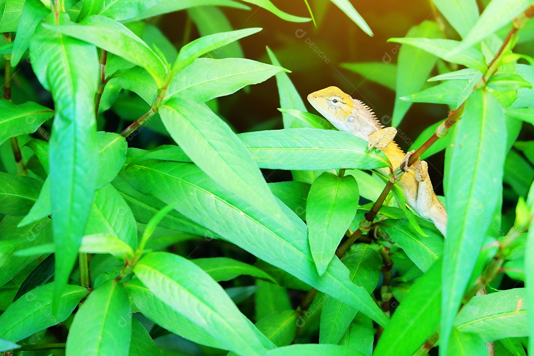 Camaleão em meio as folhagens verde