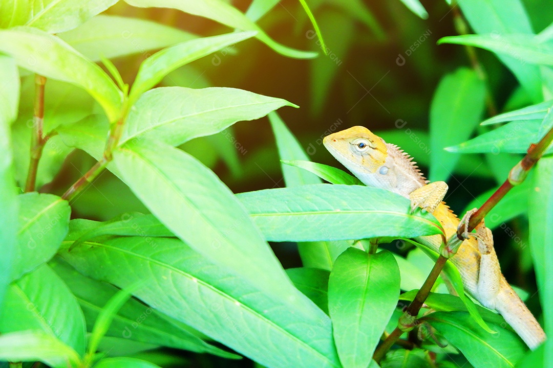 Camaleão em meio as folhagens verdes