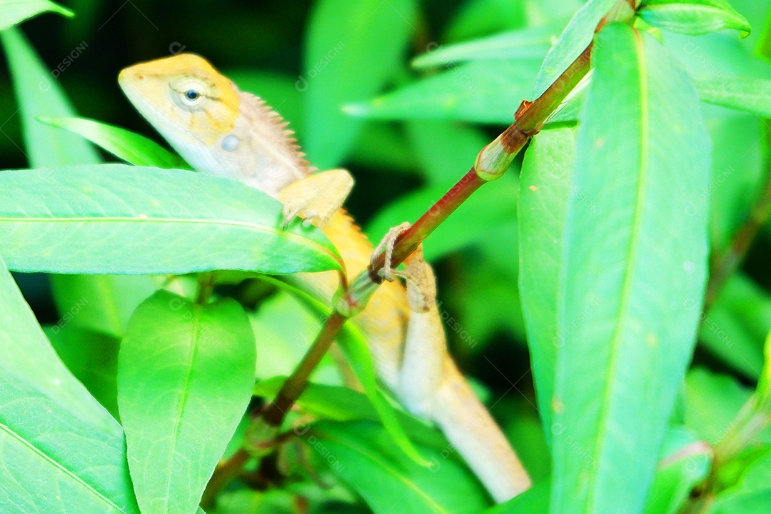 Camaleão em meio as folhagens