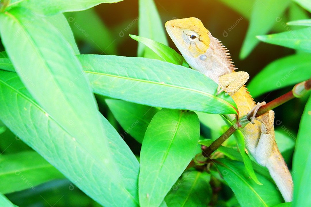 Camaleão em meio as folhagens verdes