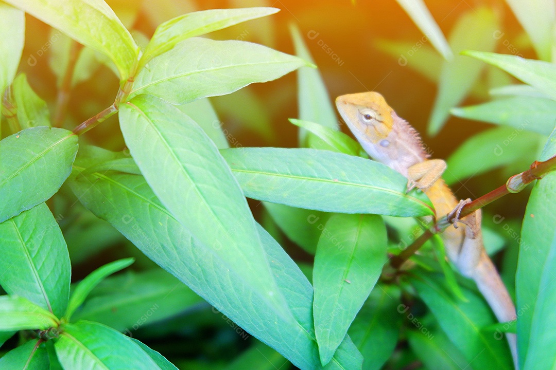 Camaleão em meio as folhagens verdes