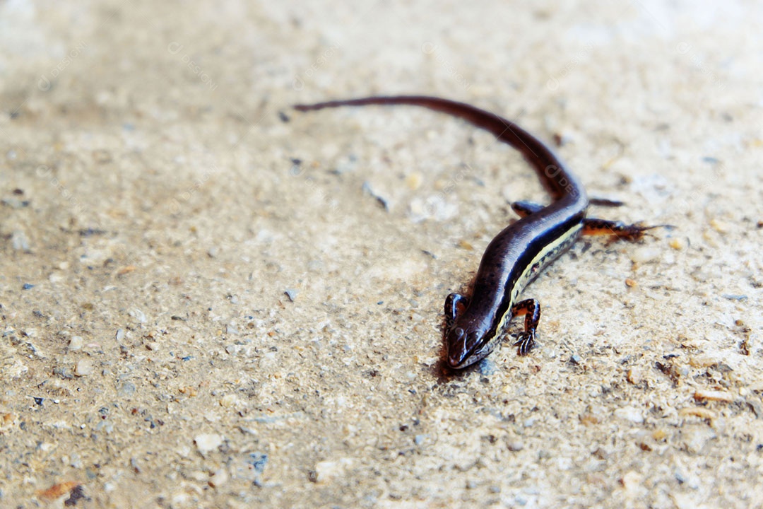 Inseto Sphenomorphus Répteis