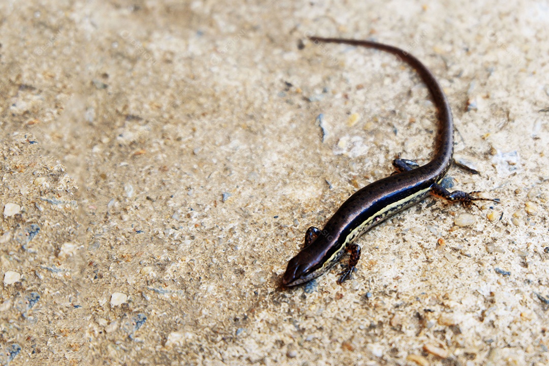 Inseto Sphenomorphus Répteis