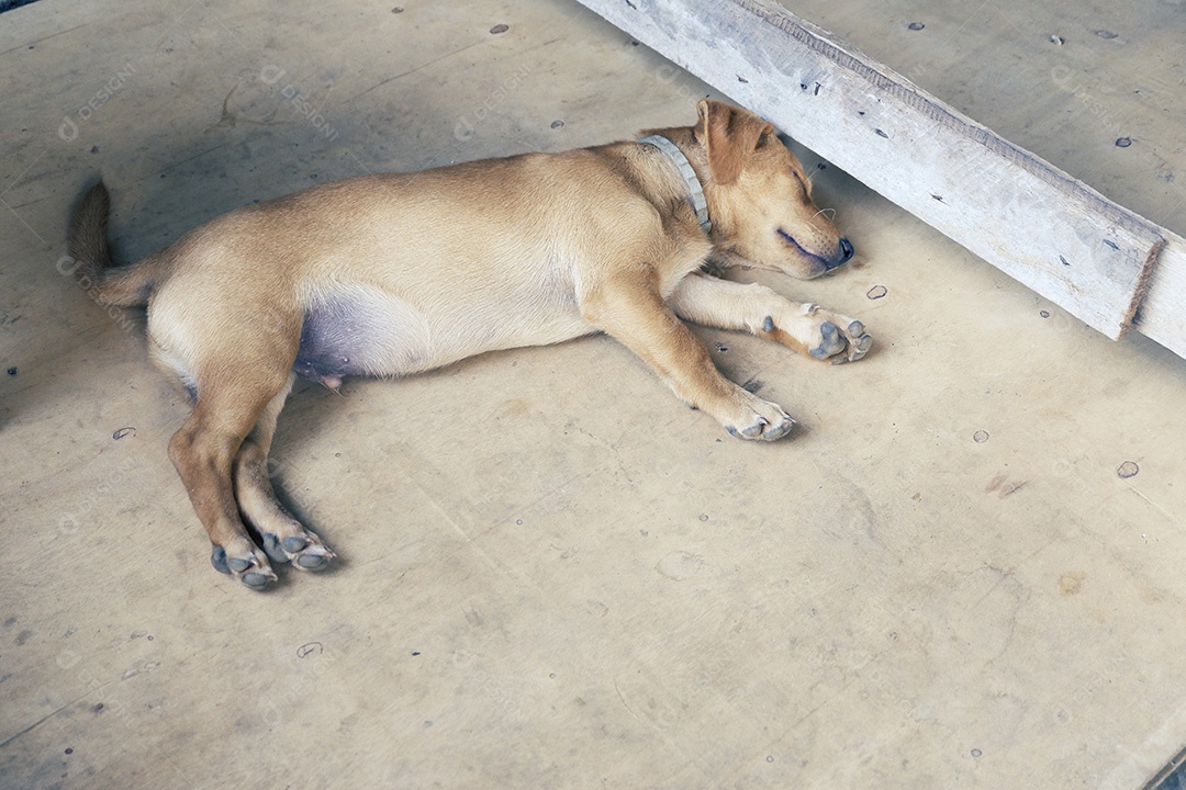 Cachorro sobre terreiro