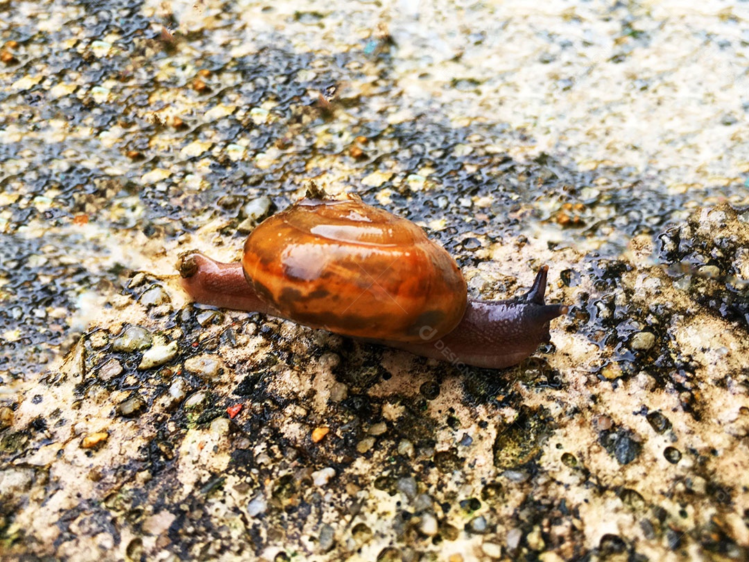 Inseto caracol sobre floresta