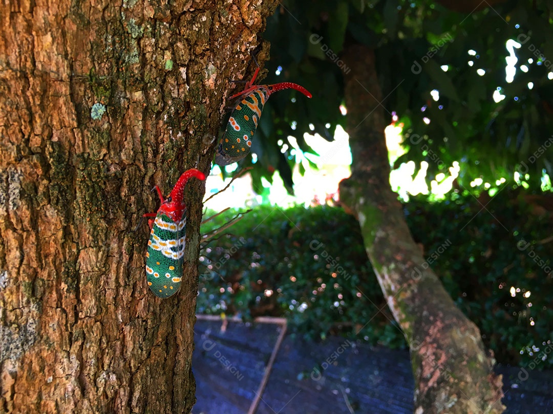 Inseto sobre floresta