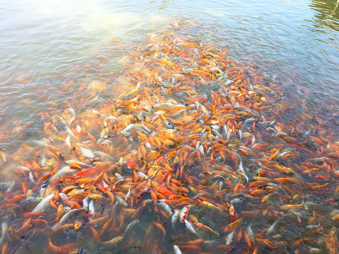 Peixes pequenos sobre lago