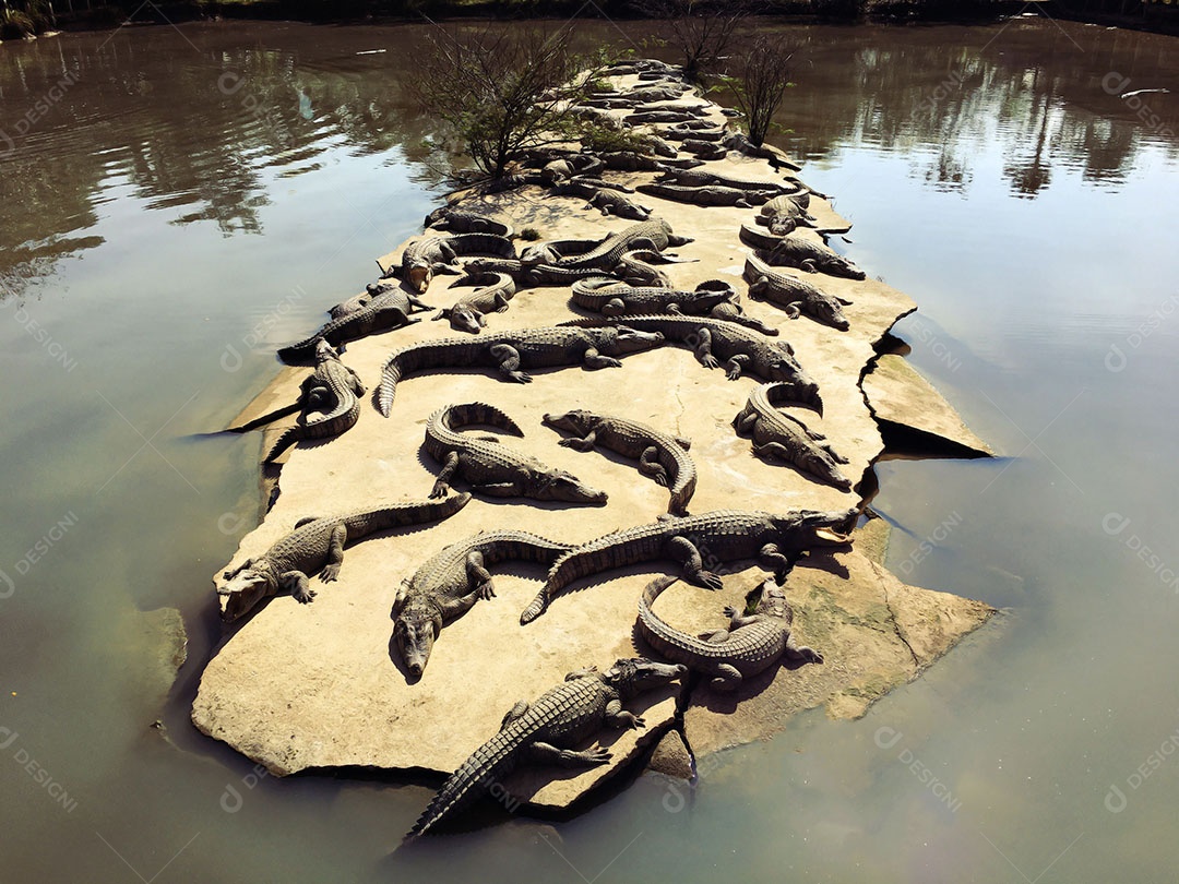 Jacarés tomando sol na beira do lago
