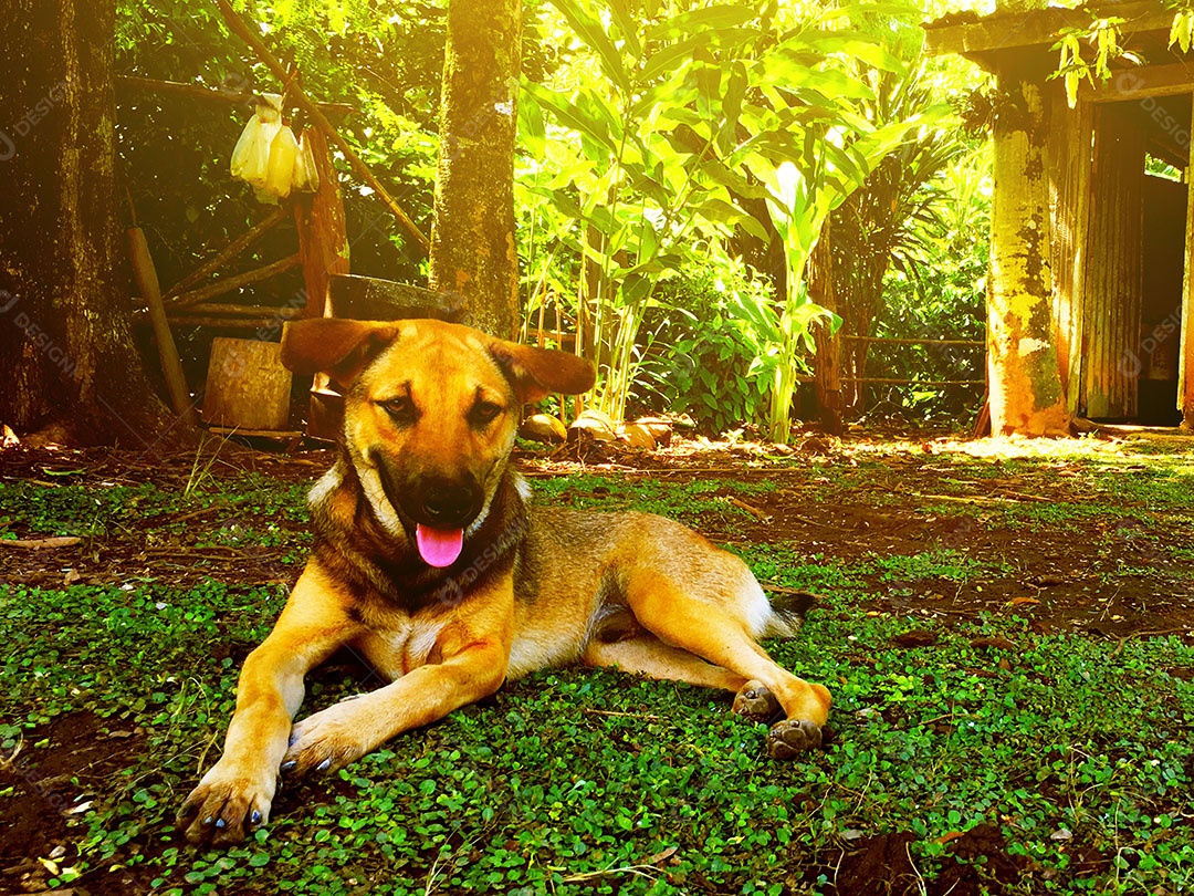 Cachorro sobre terreiro