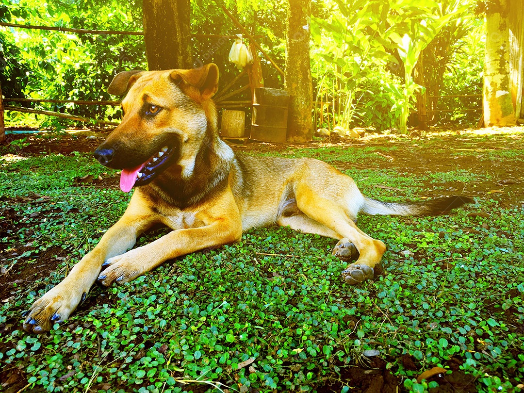 Cachorro sobre terreiro