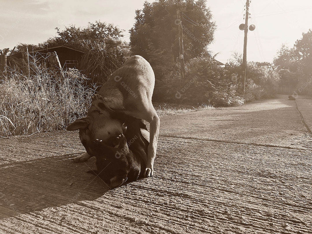 Cachorro sobre terreiro