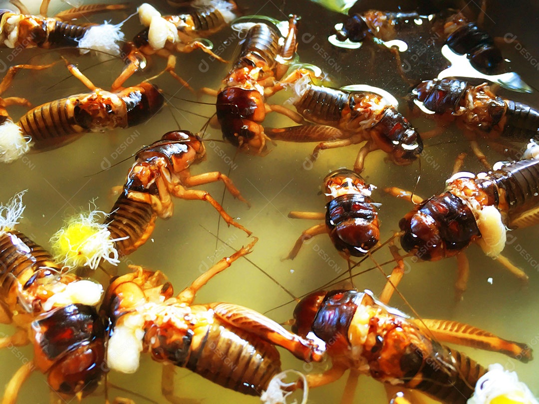Formigas se alimentando