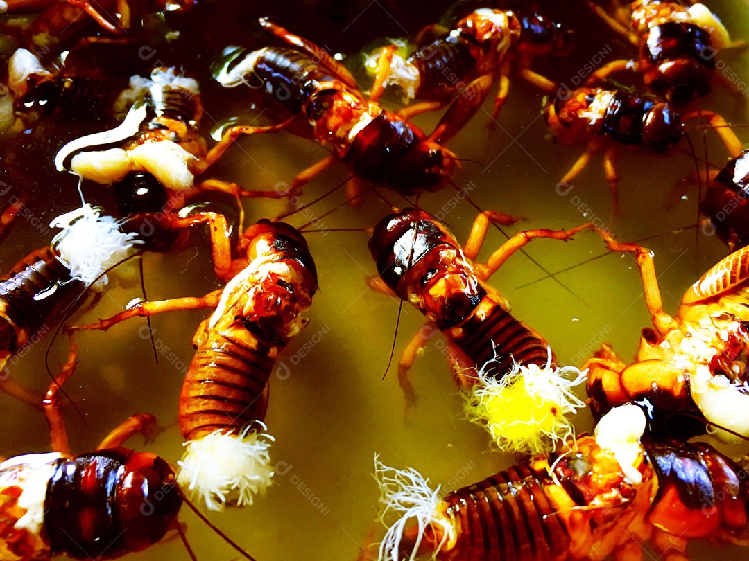 Formigas se alimentando