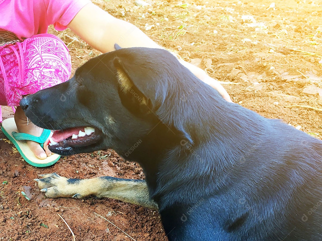 Cachorro sobre terreiro