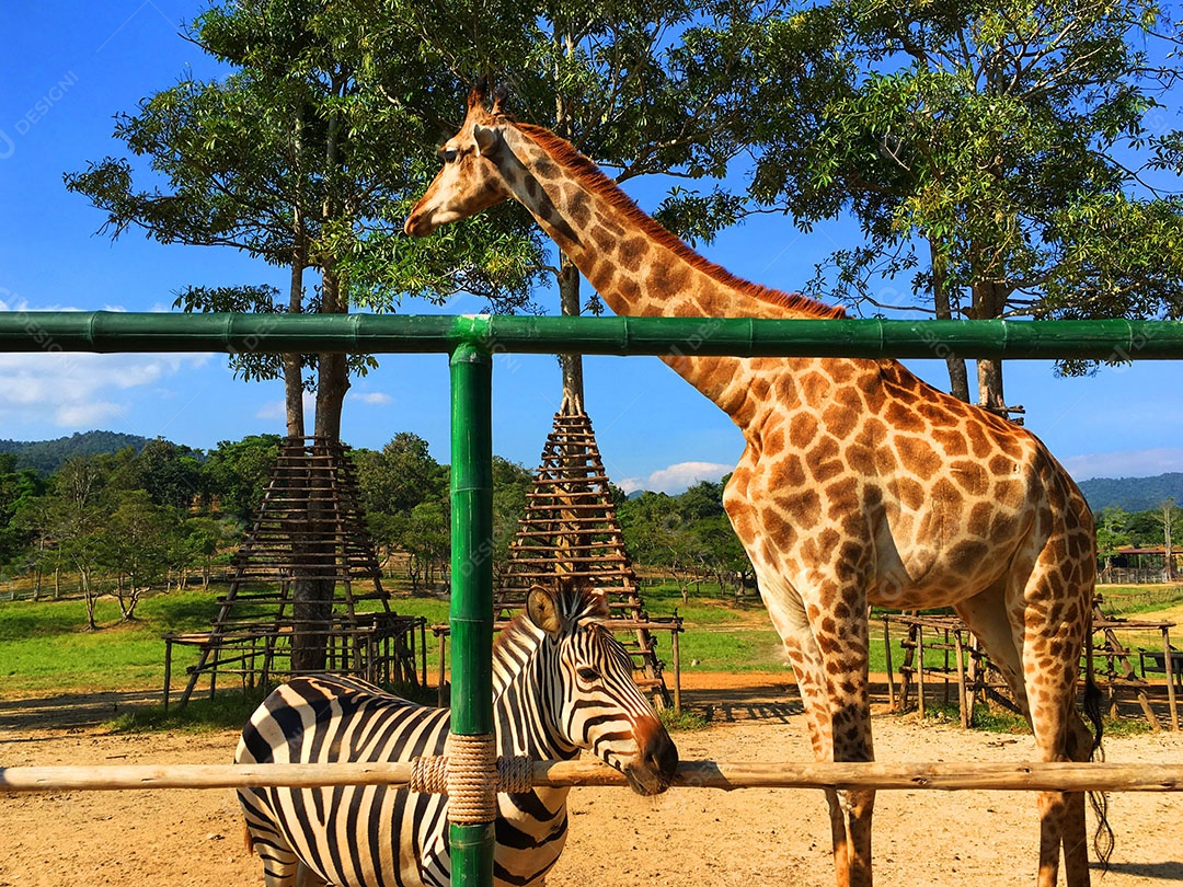 Zebra e girafa sobre zoológico animal
