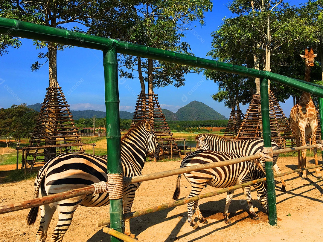 Zebras sobre zoológicos