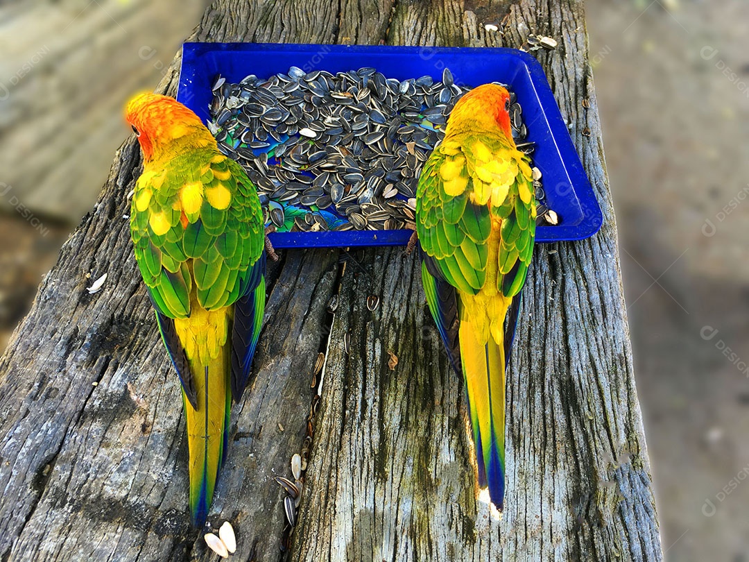 Lindos pássaros se alimentado