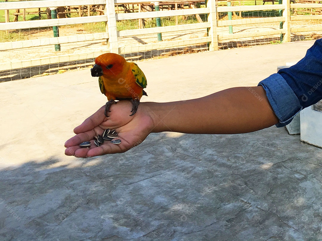 Mãos de pessoa segurando periquitos sobre fundo desfocado