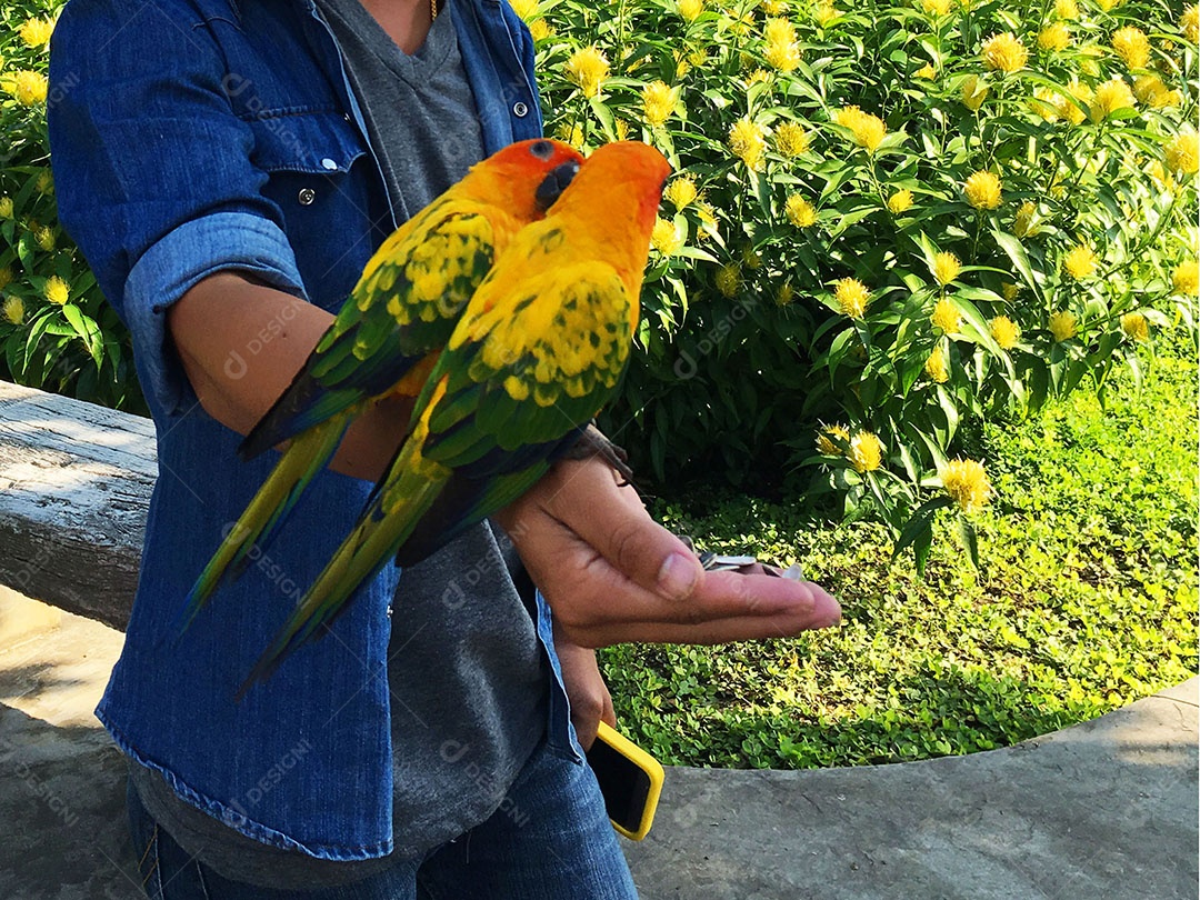 Mãos de pessoa segurando periquitos sobre fundo desfocado