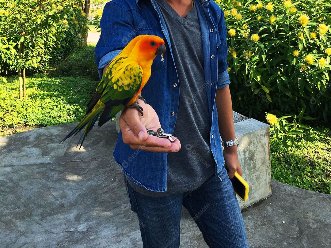 Mãos de pessoa segurando periquitos sobre fundo desfocado