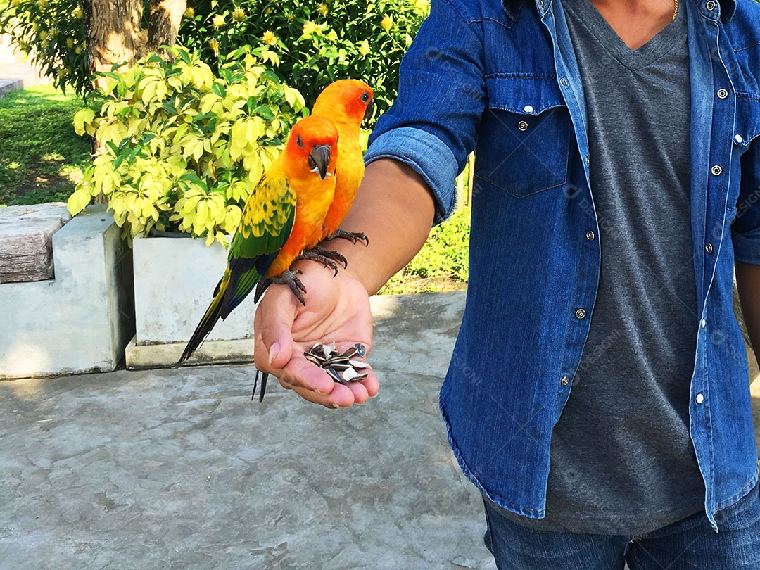 Mãos de pessoa segurando periquitos sobre fundo desfocado