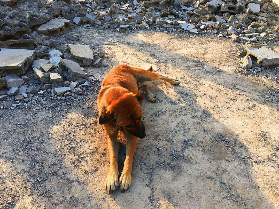 Cachorro sobre terreiro