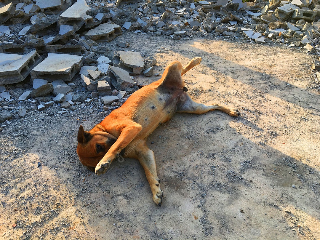 Cachorro sobre terreiro