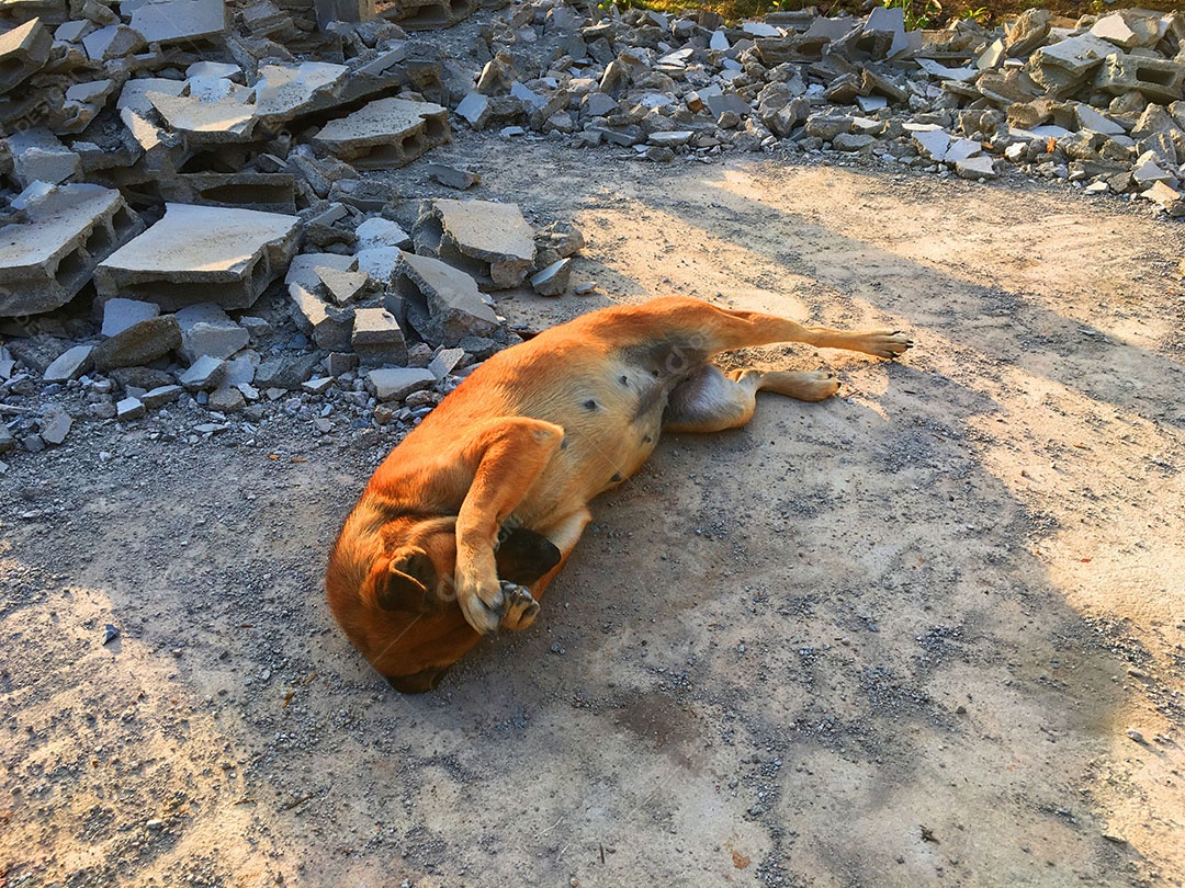 Cachorros sobre terreiro