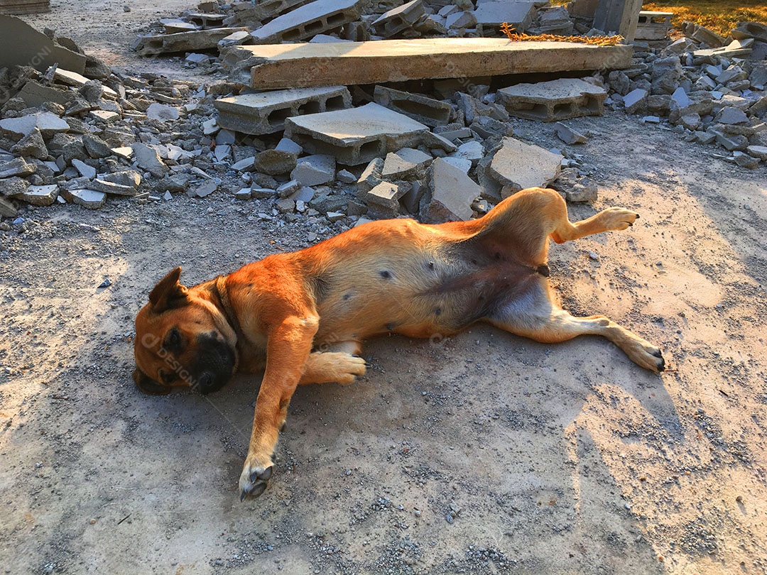 Cachorros sobre terreiro