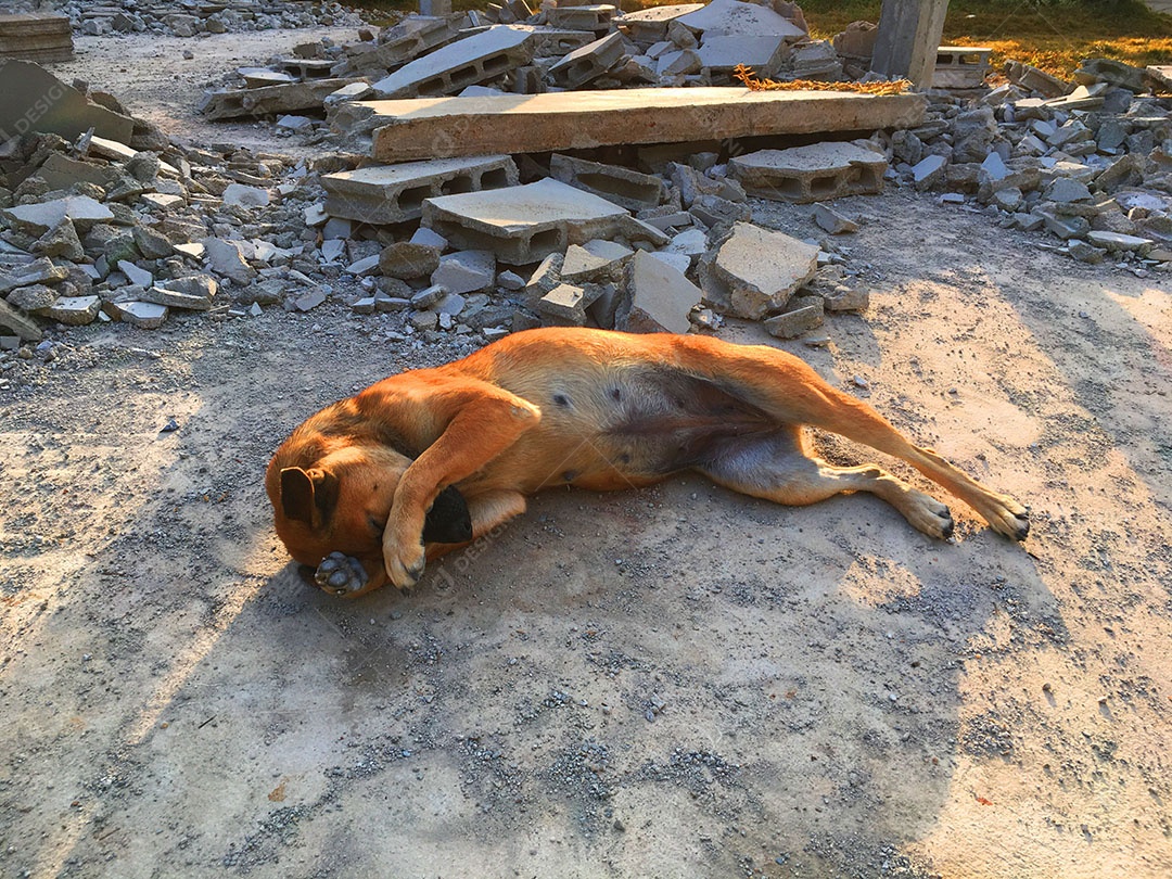Cachorros sobre terreiro