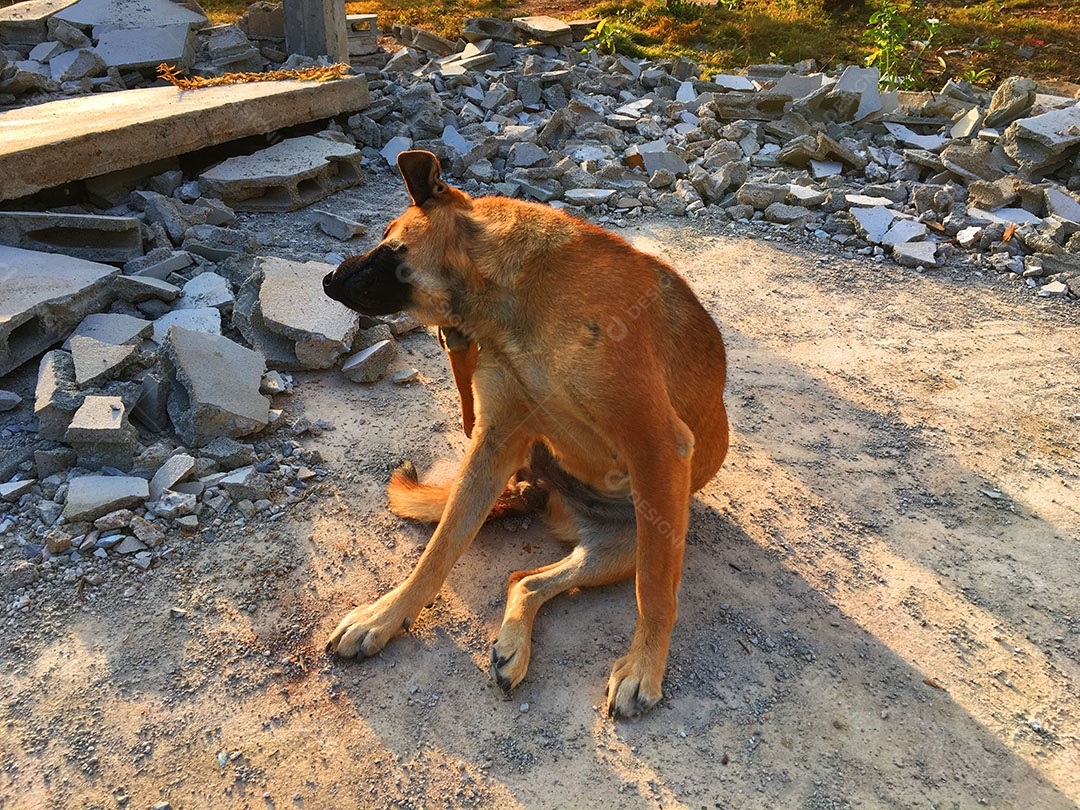 Cachorro sobre terreiro