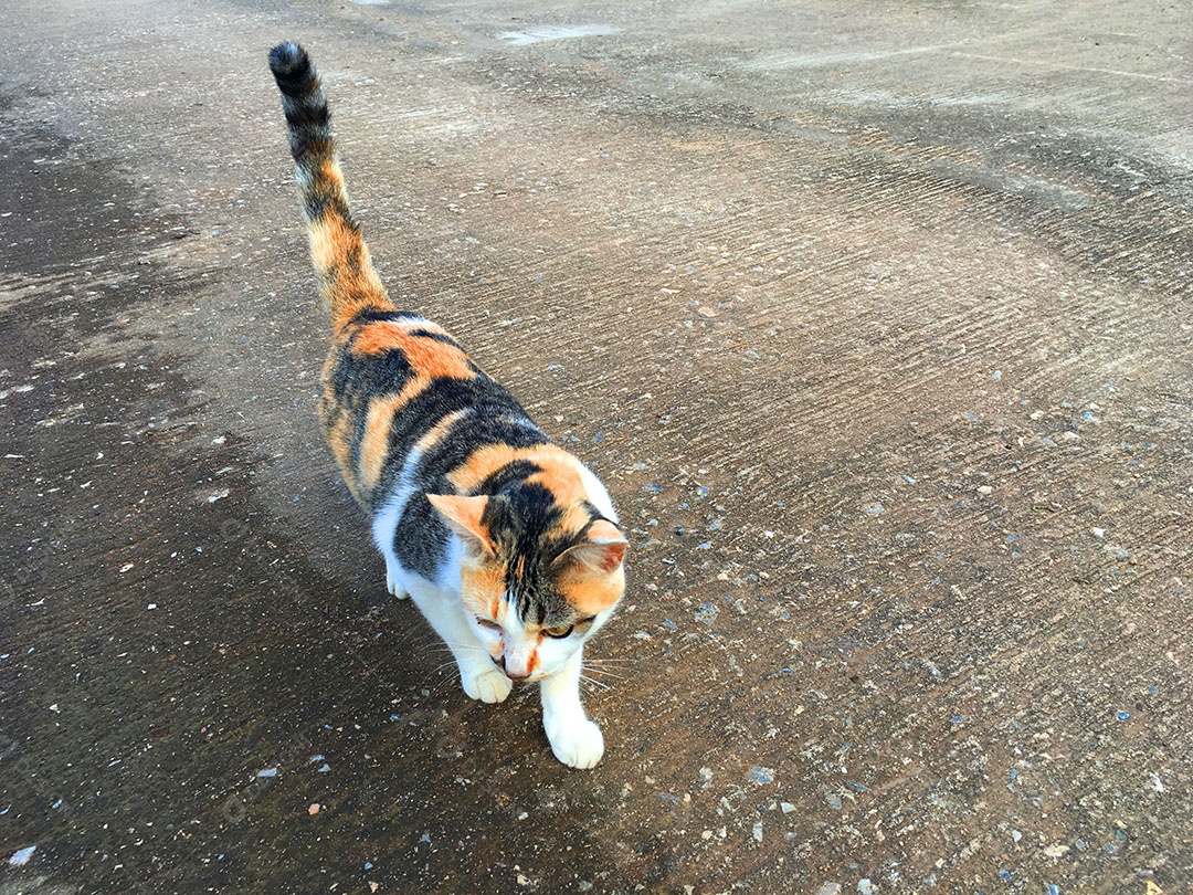 Lindo gato de estimação