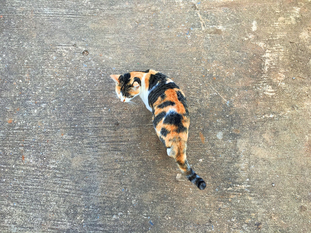 Lindo gato de estimação