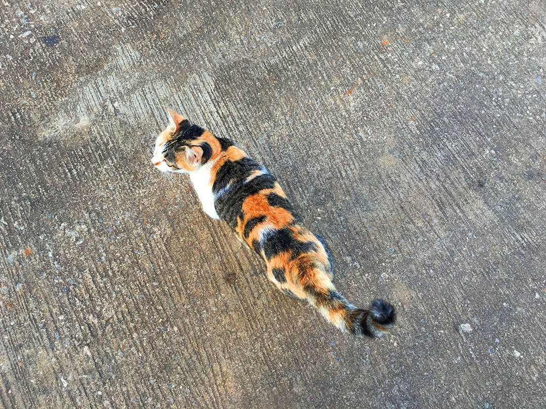 Lindo gato de estimação